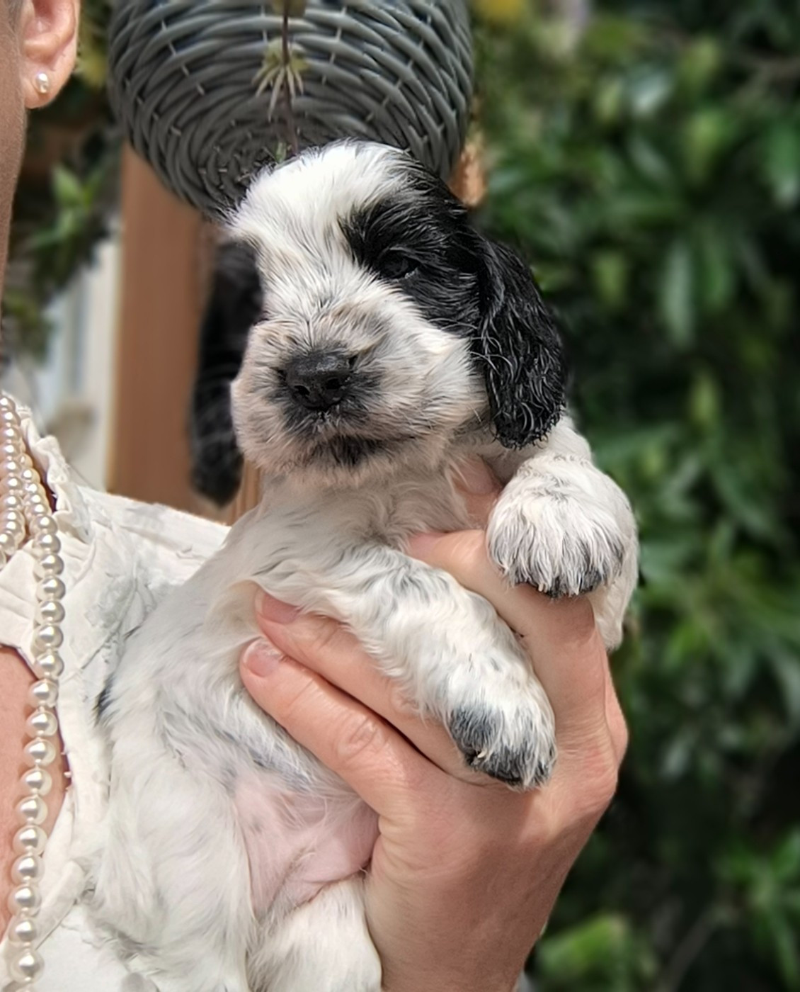 Des Merveilles D'orion - Chiots disponibles - Cocker Spaniel Anglais