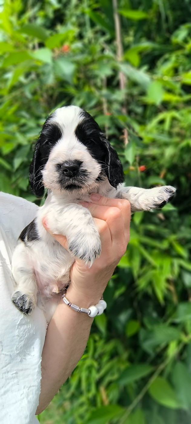 Des Merveilles D'orion - Chiots disponibles - Cocker Spaniel Anglais