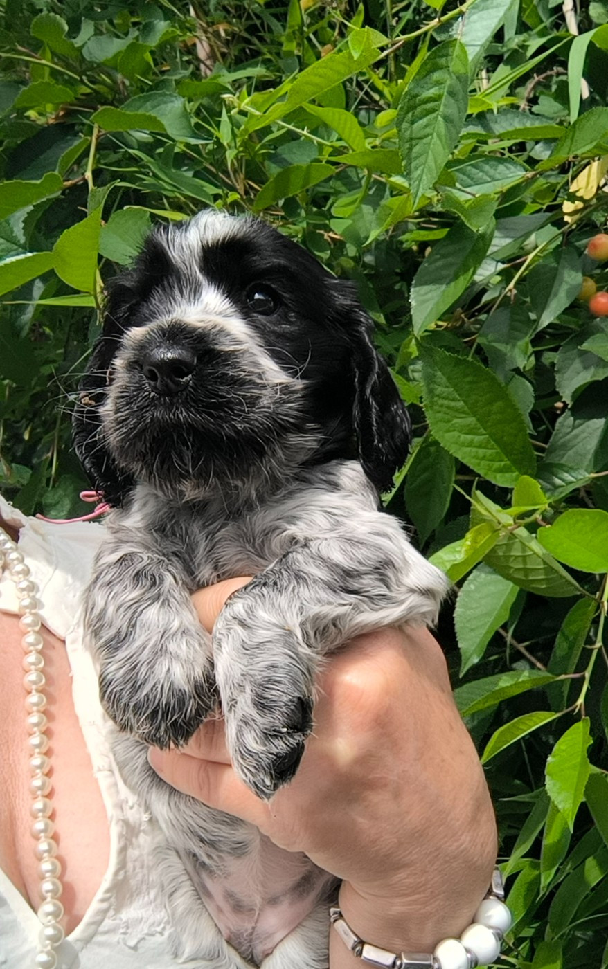 Des Merveilles D'orion - Chiots disponibles - Cocker Spaniel Anglais
