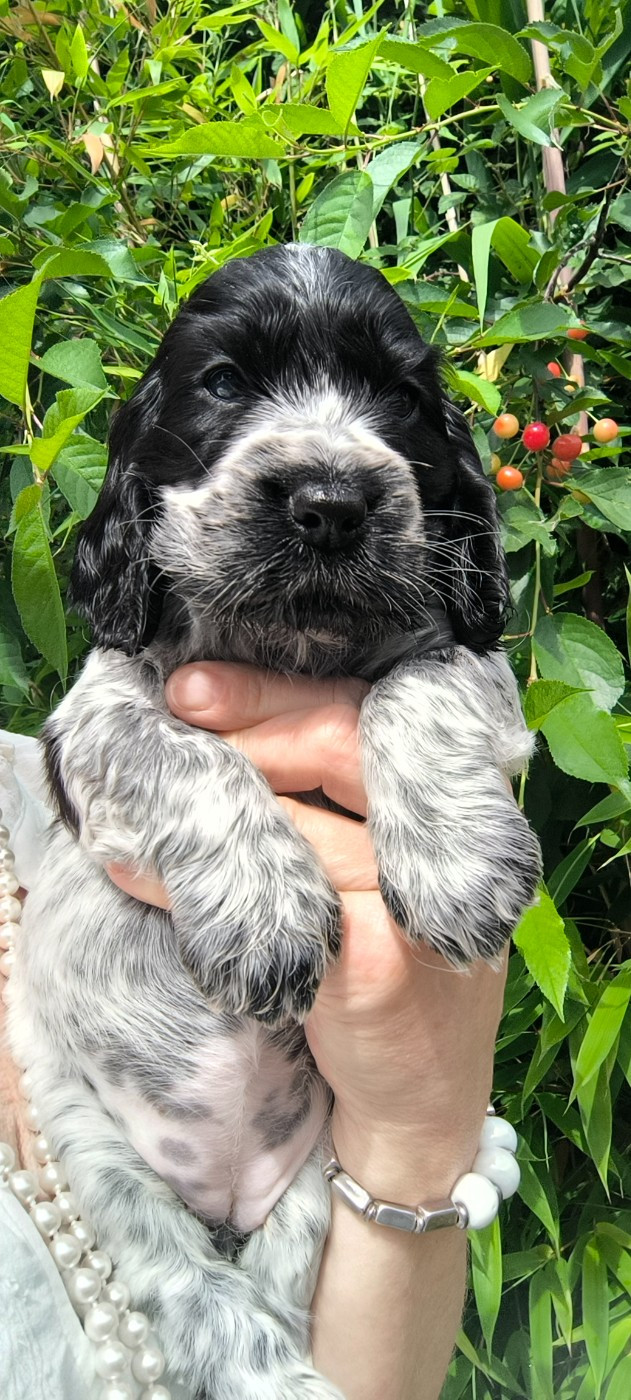 Des Merveilles D'orion - Chiots disponibles - Cocker Spaniel Anglais