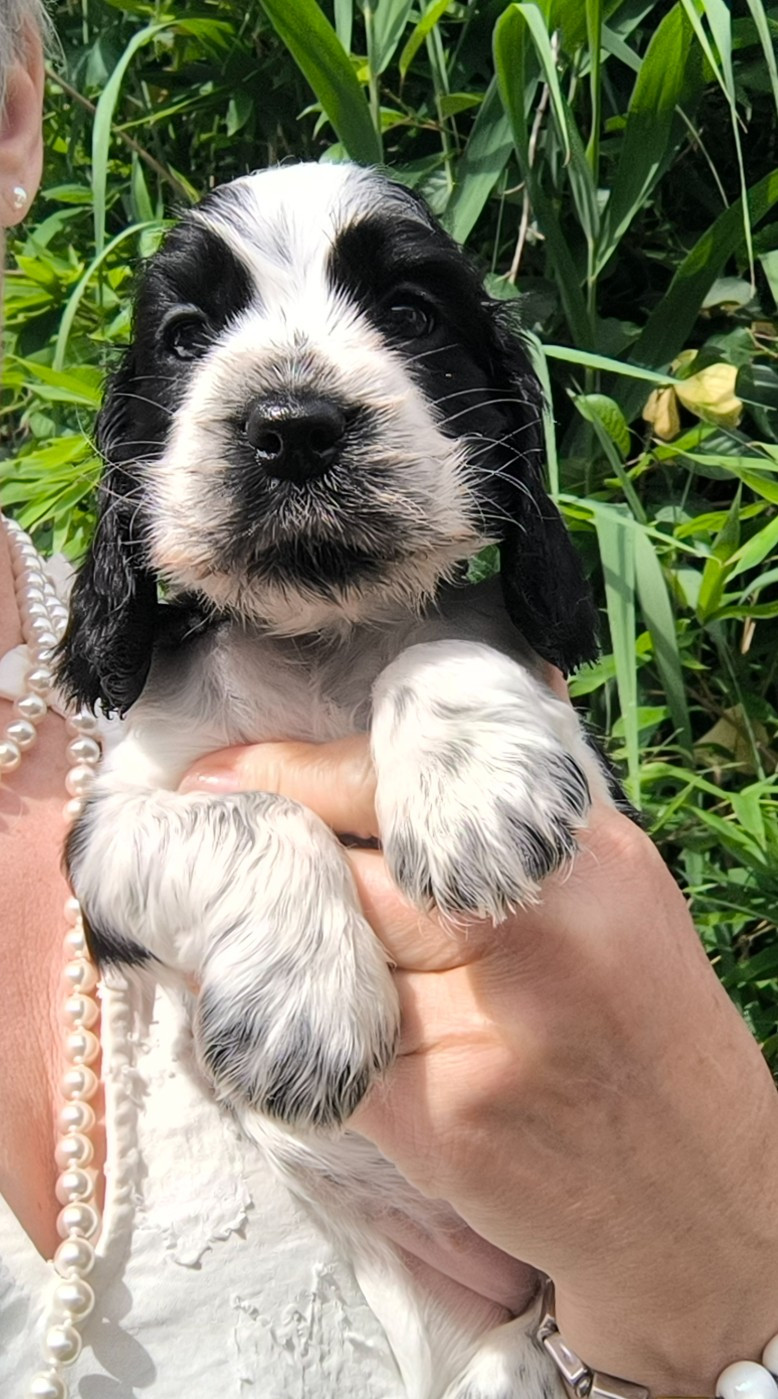 Des Merveilles D'orion - Chiots disponibles - Cocker Spaniel Anglais
