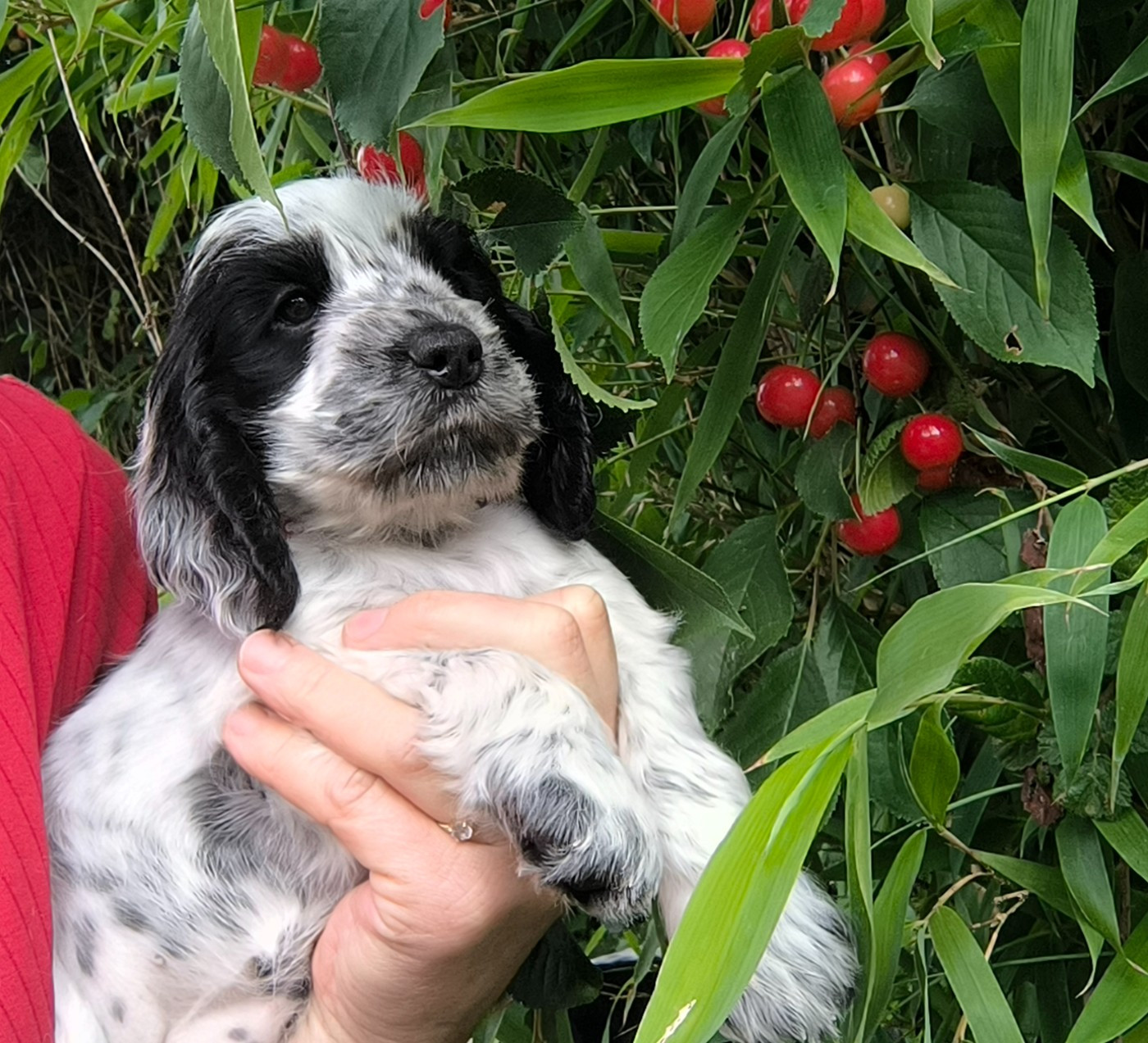 Des Merveilles D'orion - Chiots disponibles - Cocker Spaniel Anglais