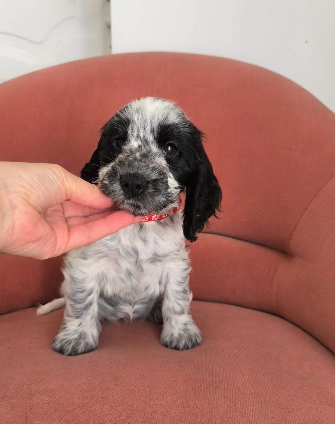 Des Merveilles D'orion - Chiots disponibles - Cocker Spaniel Anglais