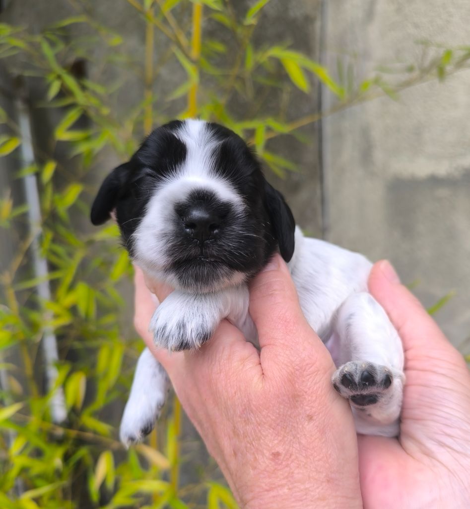 Des Merveilles D'orion - Chiots disponibles - Cocker Spaniel Anglais