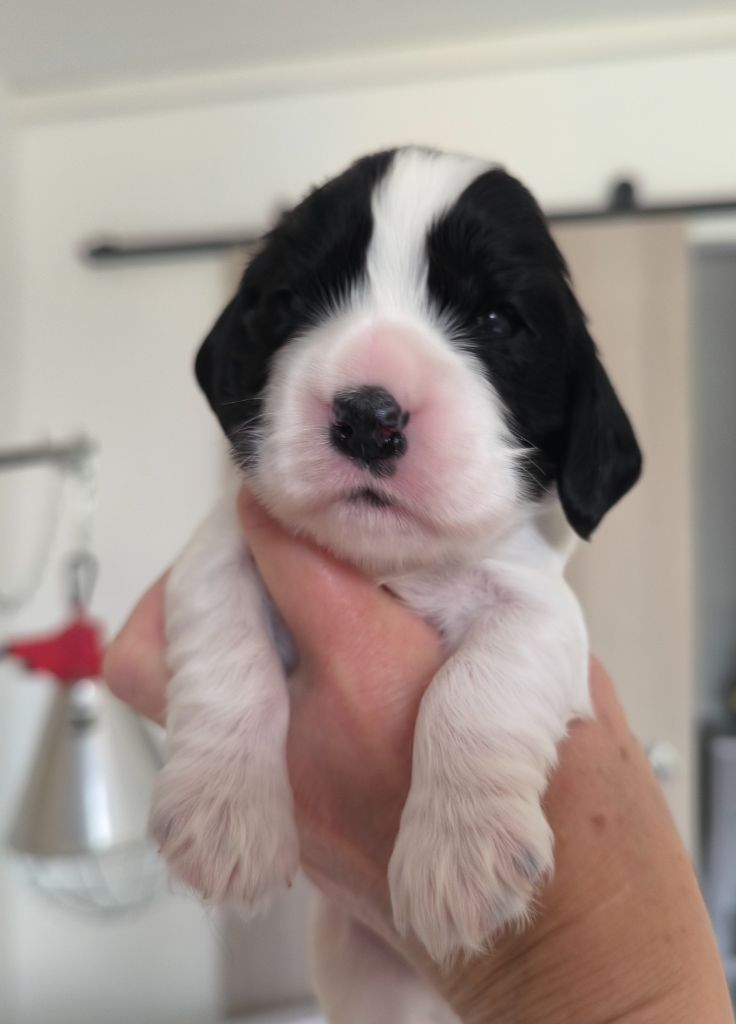 Des Merveilles D'orion - Chiots disponibles - Cocker Spaniel Anglais