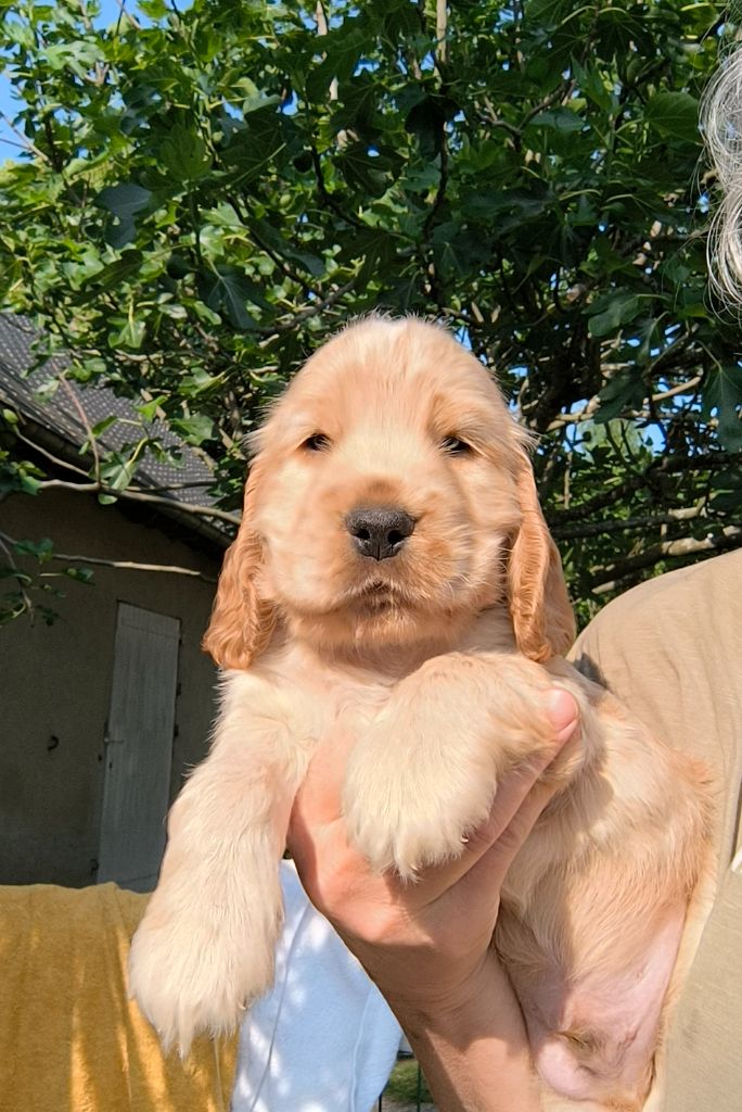 Des Merveilles D'orion - Chiots disponibles - Cocker Spaniel Anglais