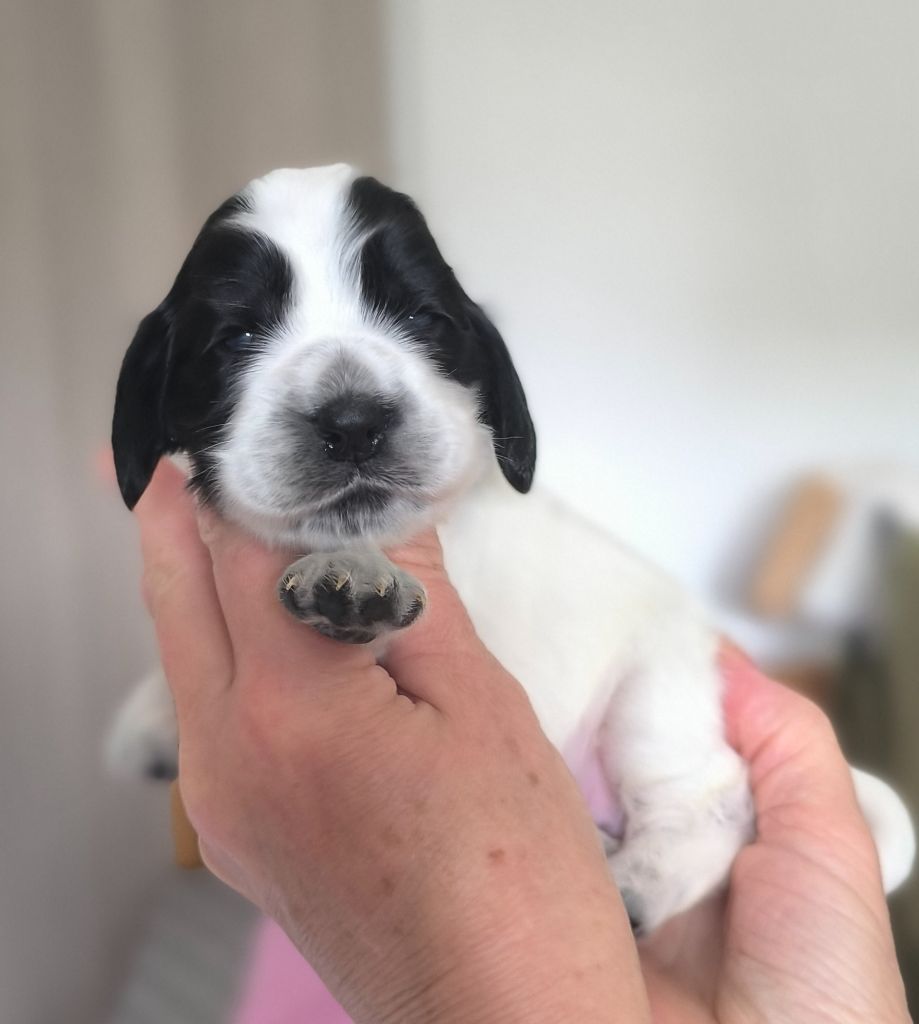 Des Merveilles D'orion - Chiots disponibles - Cocker Spaniel Anglais