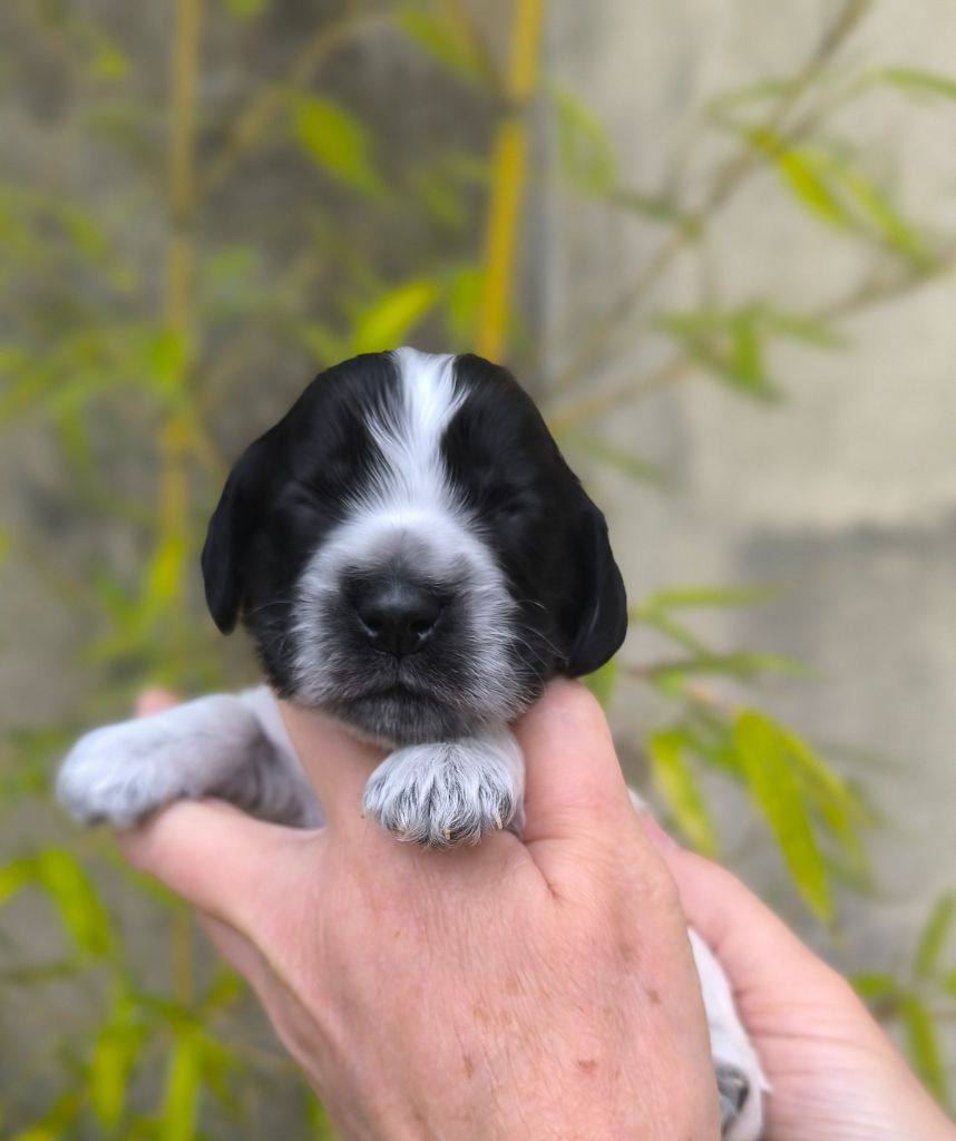 Des Merveilles D'orion - Chiots disponibles - Cocker Spaniel Anglais