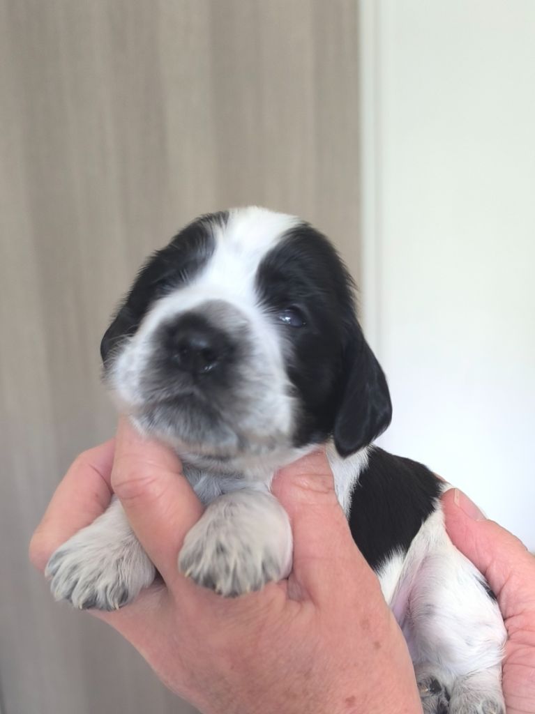 Des Merveilles D'orion - Chiots disponibles - Cocker Spaniel Anglais