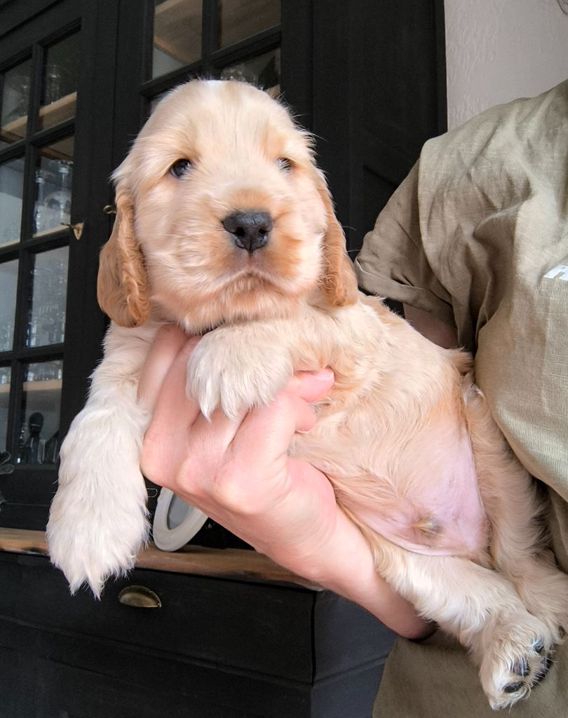 Des Merveilles D'orion - Chiots disponibles - Cocker Spaniel Anglais