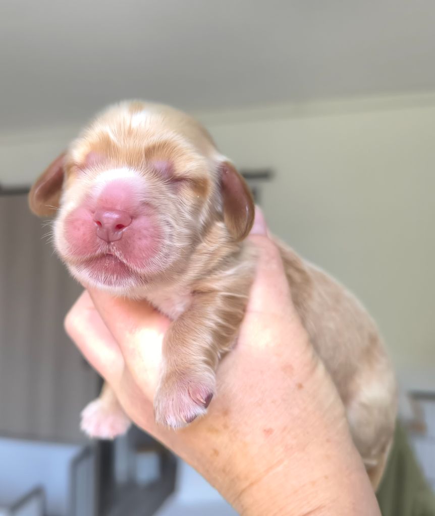 Des Merveilles D'orion - Chiots disponibles - Cocker Spaniel Anglais
