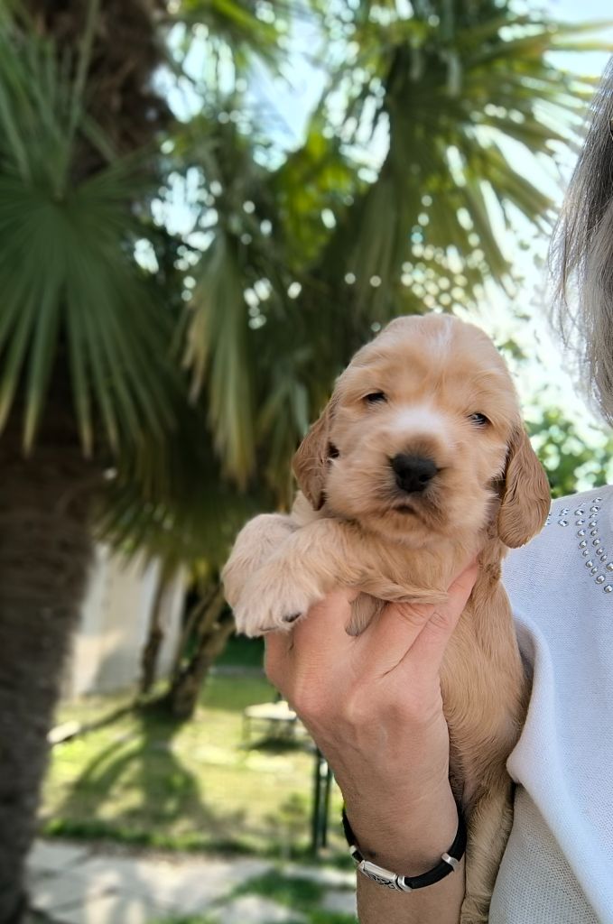 Des Merveilles D'orion - Chiots disponibles - Cocker Spaniel Anglais