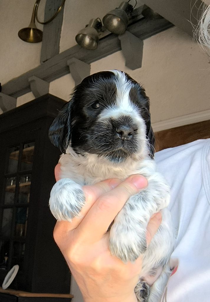 Des Merveilles D'orion - Chiots disponibles - Cocker Spaniel Anglais