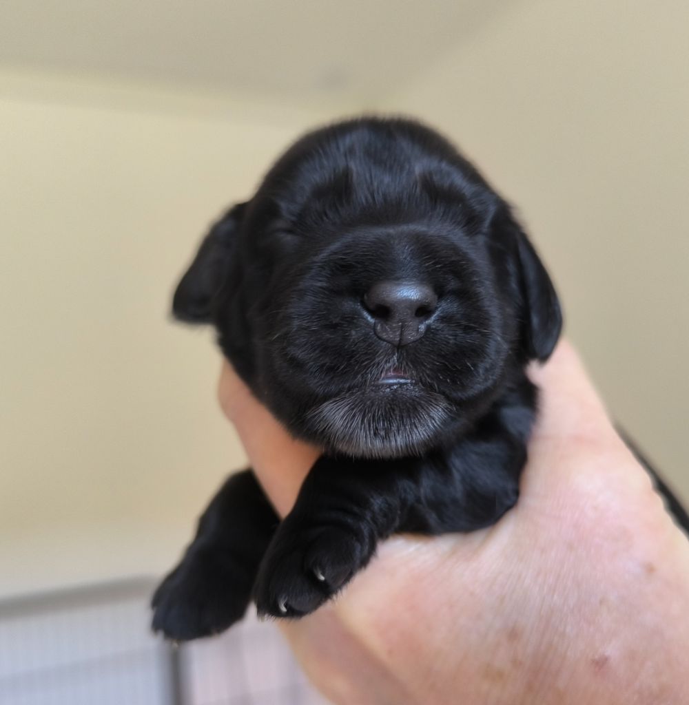Des Merveilles D'orion - Chiots disponibles - Cocker Spaniel Anglais