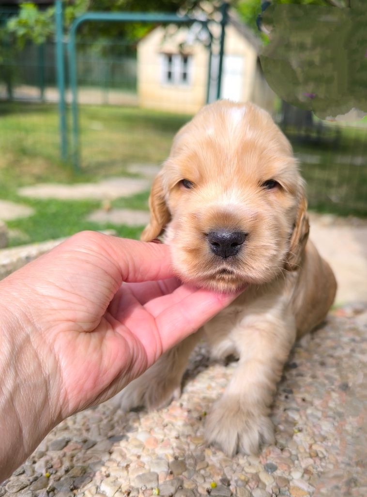 Des Merveilles D'orion - Chiots disponibles - Cocker Spaniel Anglais