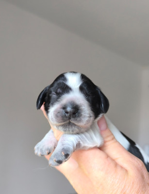 Chiot N°3