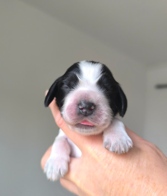 Chiot N°5