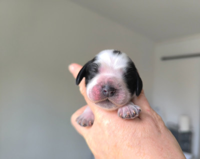 Chiot N°6