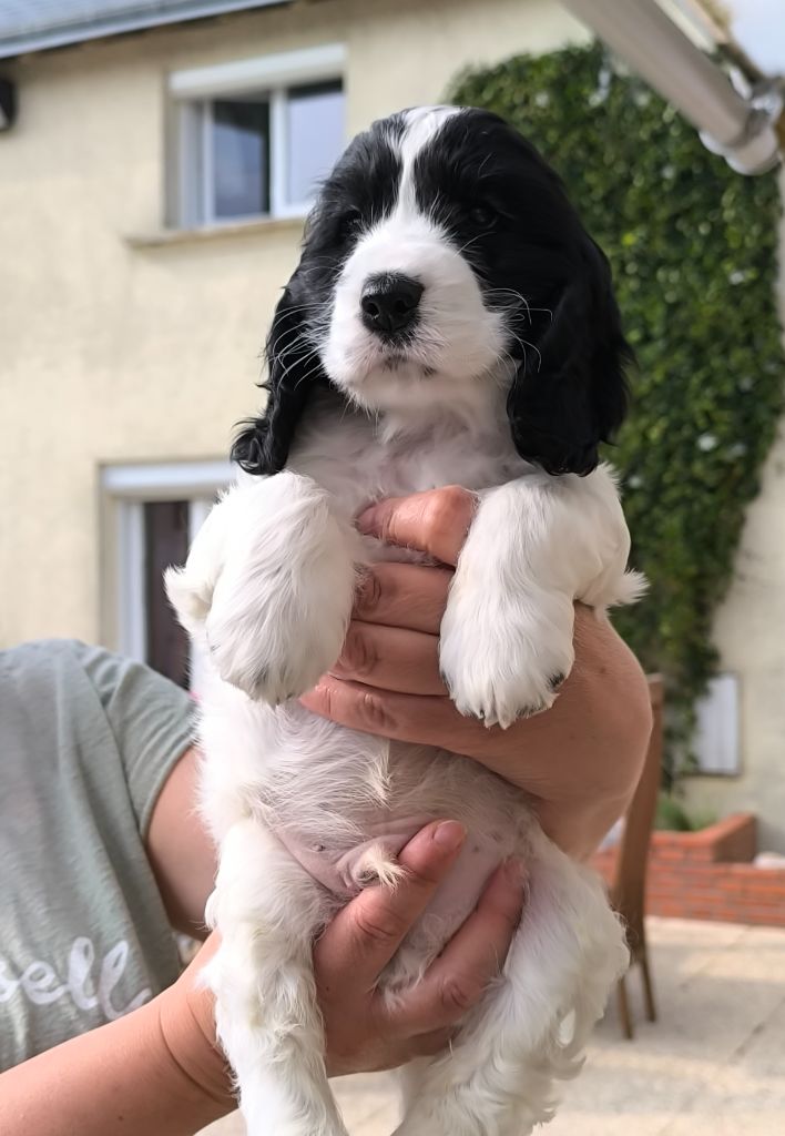 Des Merveilles D'orion - Chiots disponibles - Cocker Spaniel Anglais
