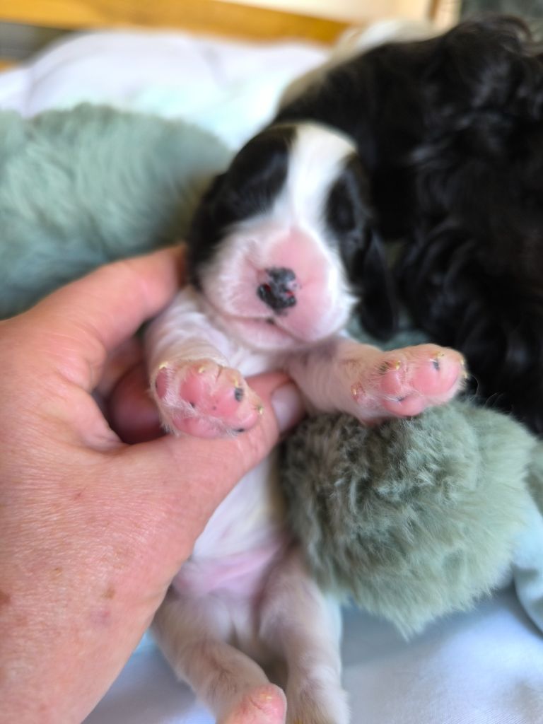 Des Merveilles D'orion - Chiots disponibles - Cocker Spaniel Anglais