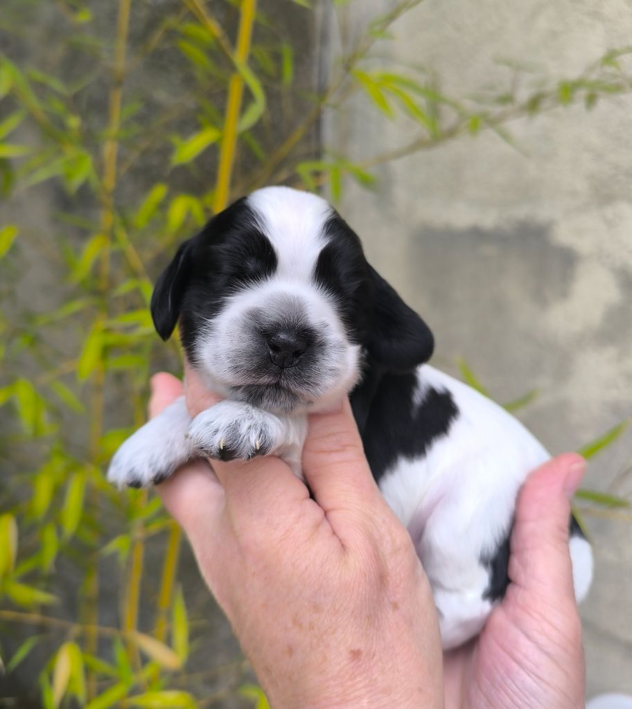 Des Merveilles D'orion - Chiots disponibles - Cocker Spaniel Anglais