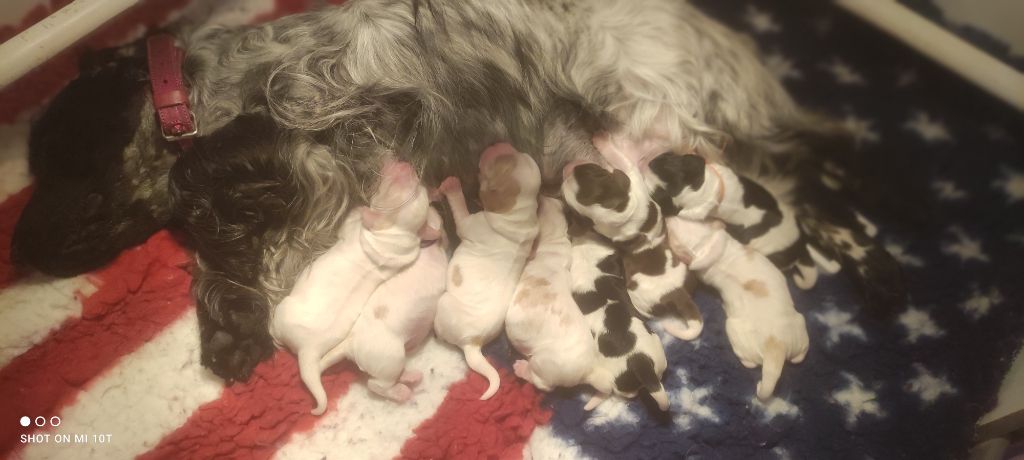 Chiot Cocker Spaniel Anglais Des Merveilles D'orion