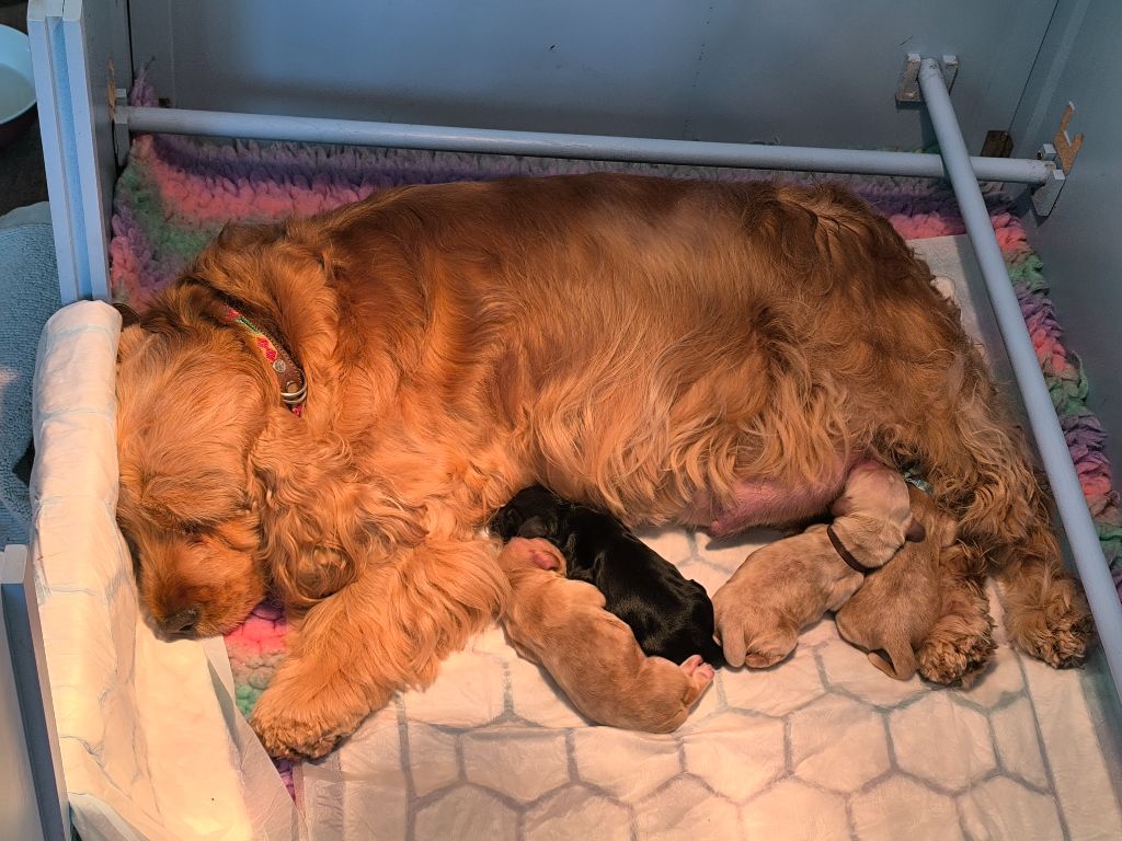 Chiot Cocker Spaniel Anglais Des Merveilles D'orion