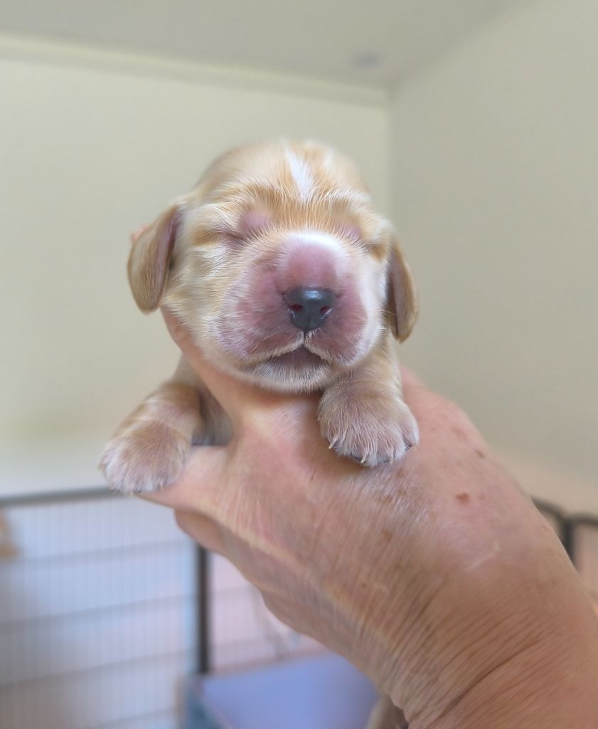 Des Merveilles D'orion - Chiots disponibles - Cocker Spaniel Anglais