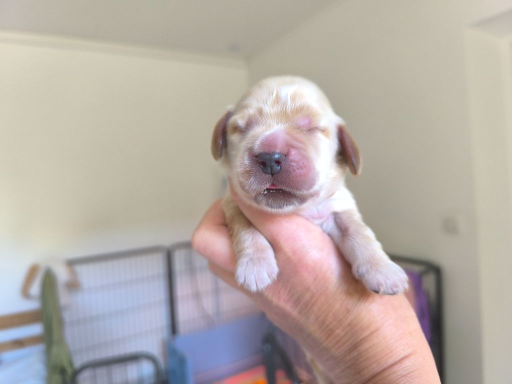 Des Merveilles D'orion - Chiots disponibles - Cocker Spaniel Anglais