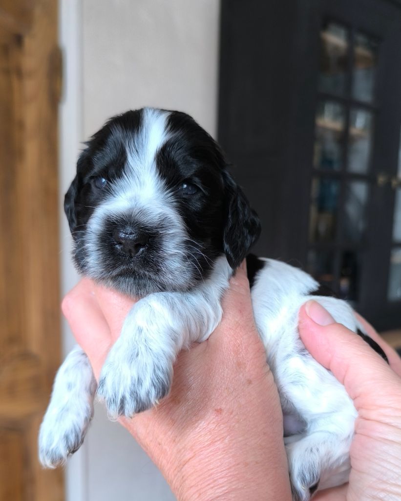 Des Merveilles D'orion - Chiots disponibles - Cocker Spaniel Anglais