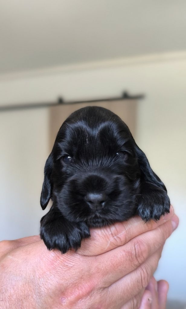 Des Merveilles D'orion - Chiots disponibles - Cocker Spaniel Anglais