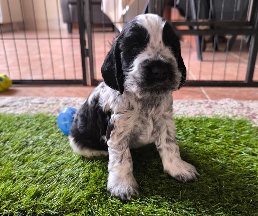 Des Merveilles D'orion - Chiots disponibles - Cocker Spaniel Anglais