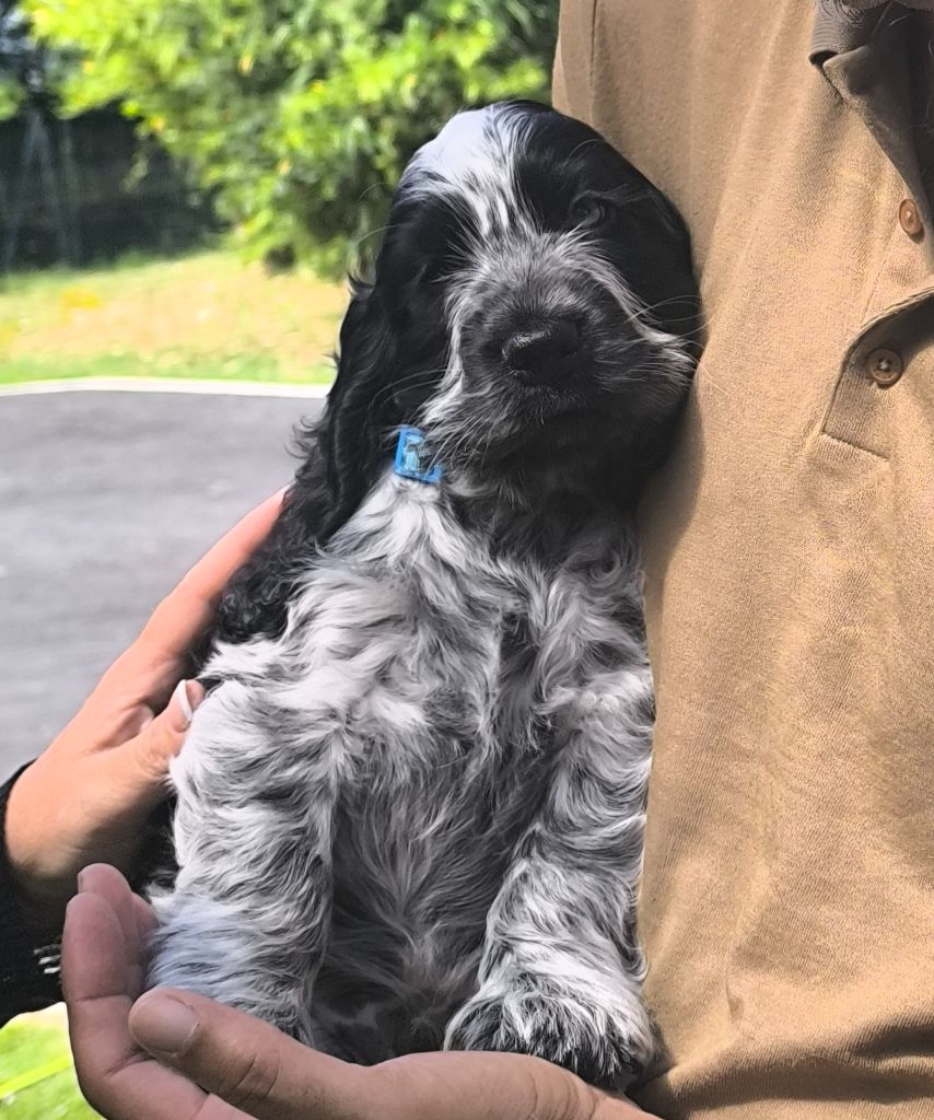 Des Merveilles D'orion - Chiots disponibles - Cocker Spaniel Anglais